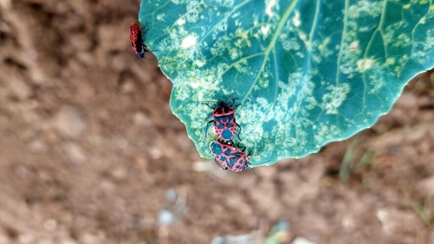 Kupusna stjenica - značajni štetnik, pregledajte kupusišta!