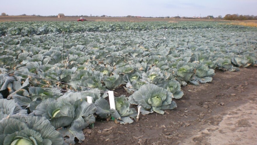 Kupus na pijacama dostigao cenu jagoda i trešanja