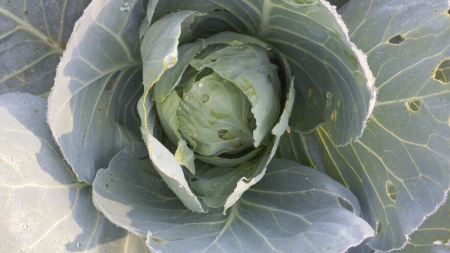 Buhač i moljac ugrožavaju usjeve kupusa: Kako ih suzbijati?