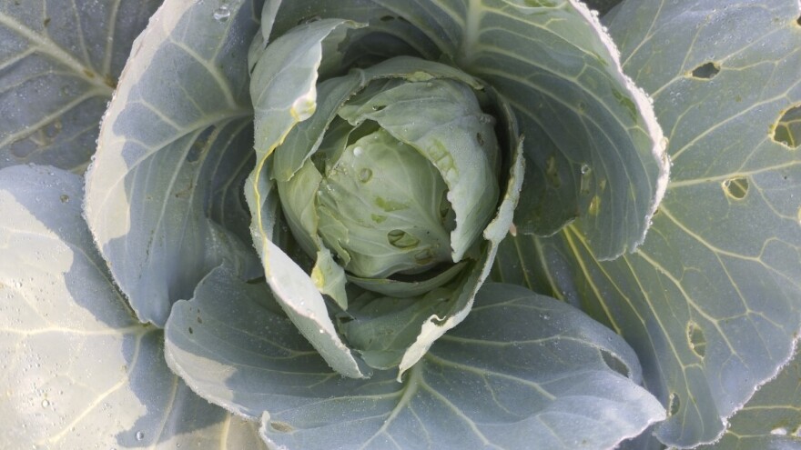 Buvač i moljac ugrožavaju useve kupusa. Kako ih suzbijati?