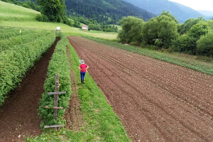 Više novaca za male poljoprivrednike - brzo rješenje u ostvarenju klimatskih ciljeva?