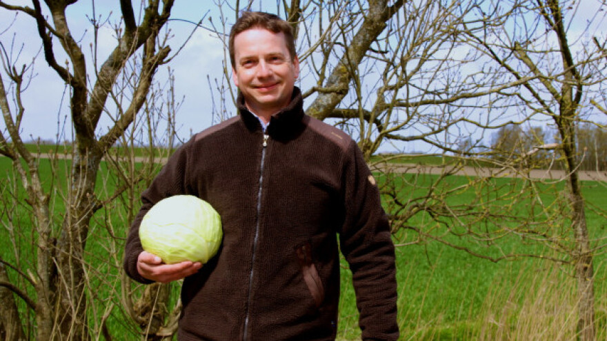 Kupus može biti i (ne)profitabilna kultura