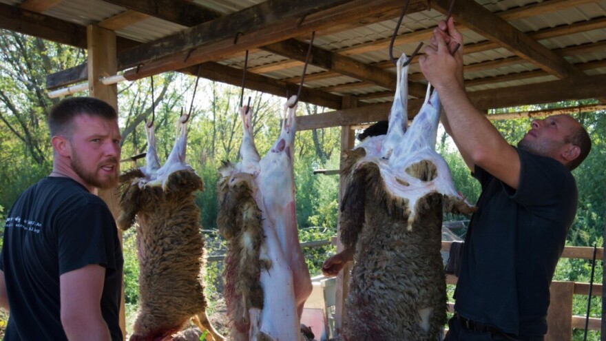 Zbog visokih temperatura izdate preporuke o klanju kurbana