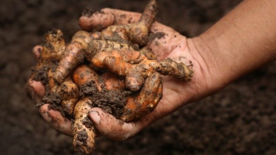 Kurkuma poboljšava zdravlje životinja