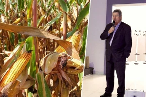 Domaćeg sjemena kukuruza ima dovoljno, interes za sojom će padati?