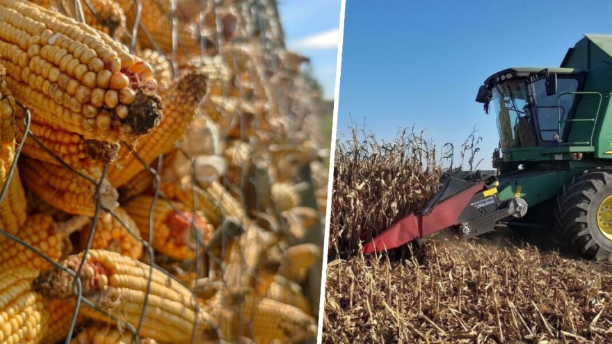 Sve što ste htjeli znati o kukuruzu u Hrvata (a niste se usudili pitati)