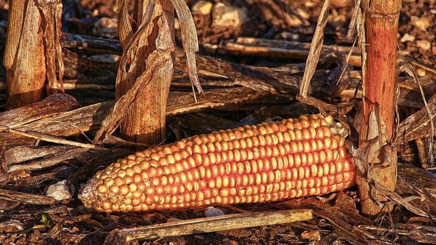 Kombajnom požeo i otuđio 12 redova kukuruza