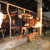 Pokrajinski konkurs za investicije u preradu mleka i mesa na gazdinstvima