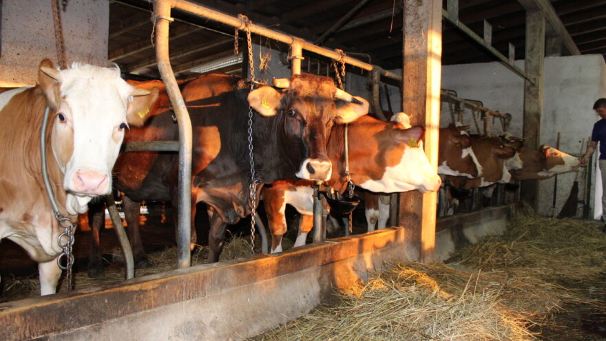 Pokrajinski konkurs za investicije u preradu mleka i mesa na gazdinstvima