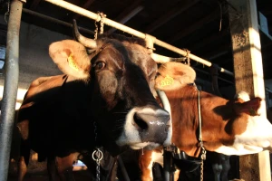 Veterinarski fakultet daje štale na raspolaganje za životinje s pogođenih područja