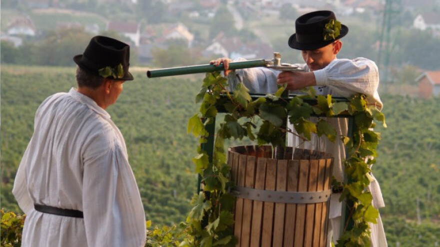 Dođite na dobru kapljicu na Kutjevačko Martinje!