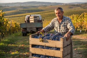 Kutjevo d.d. otkupljivati će viškove grožđa