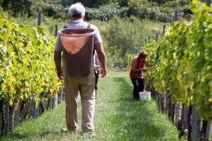 Botritis zaobišao kutjevačko vinogorje
