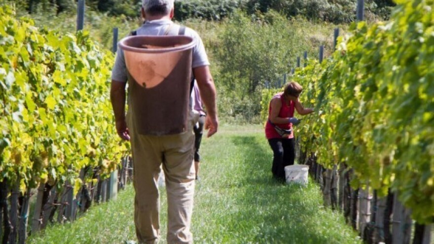 Botritis zaobišao kutjevačko vinogorje