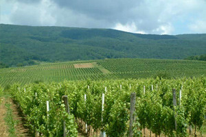 Kutjevo, prijestolnica kraljice hrvatskih vinograda