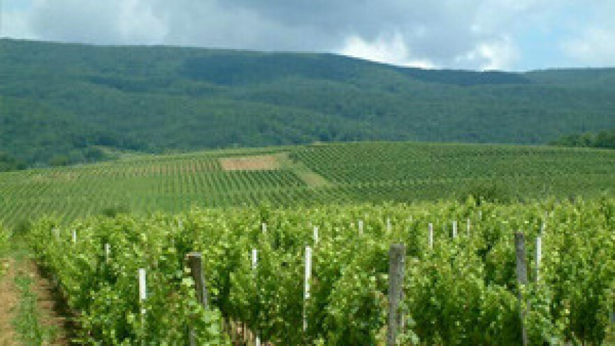 Kutjevo, prijestolnica kraljice hrvatskih vinograda