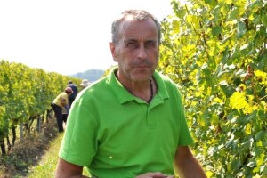 U vinogradima Kutjeva beru se rane sorte grožđa