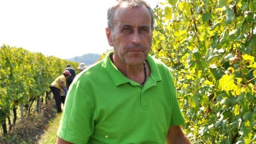 U vinogradima Kutjeva beru se rane sorte grožđa