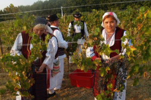 Martinje uz manji urod, ali kvalitetnije grožđe