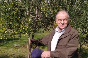 Ante Kutleša: Uzgajao bih i da mi nijedna nije ništa donijela, maslina je sveto drvo