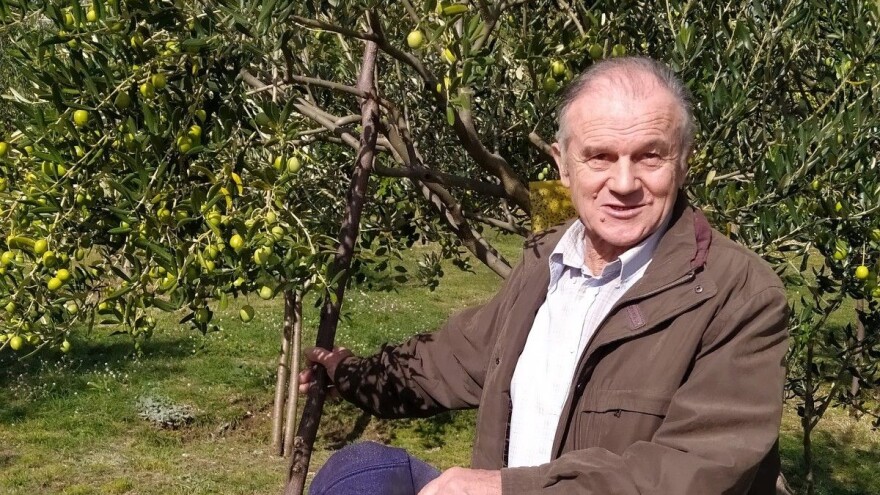 Ante Kutleša: Uzgajao bih i da mi nijedna nije ništa donijela, maslina je sveto drvo