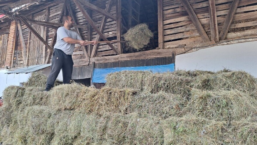 Prvi otkos lucerke pre optimalnog vremena. A kvalitet i prinosi?