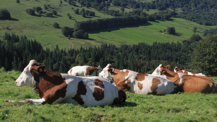 Kad krava dva dana daje 25, a treći dan 18 litara mlijeka - postoji problem, a rješenje je u kontroli proizvodnosti