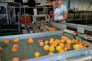 Borzan: Trebamo li im zahvaliti što nas ne truju?