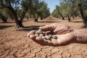 Kvaliteta maslinova ulja ove je godine pod velikim upitnikom!?