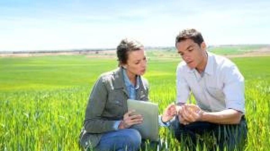 Cijena pšenice niža nego prošle godine?