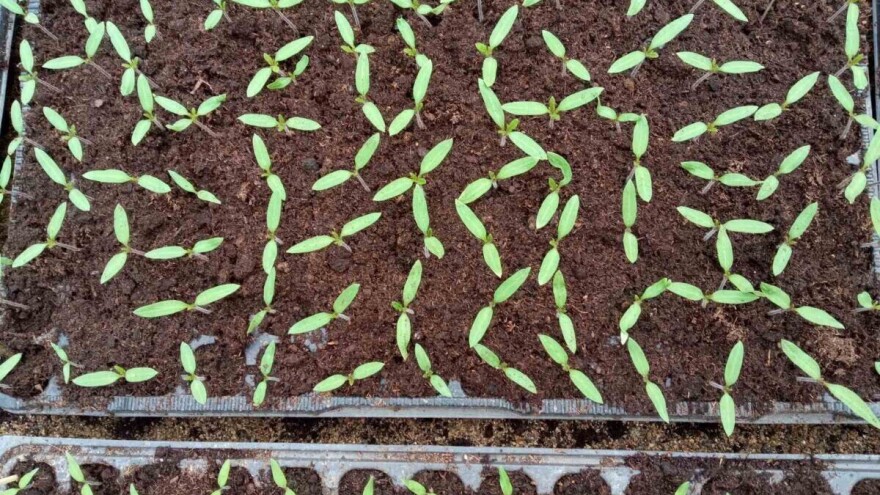 Kvalitetne i zdrave presadnice: Kada zalijevati i prihranjivati?