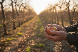 Kvalitetne jabuke nikad manje