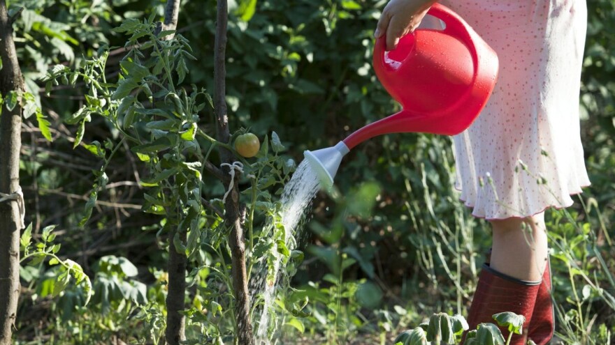 Kvasac - odlično đubrivo za plodonosne biljke