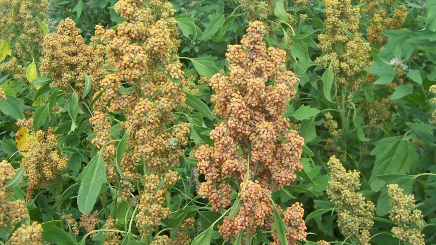 Kvinoja - zlatno zrno koje uspijeva i kod nas