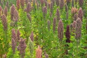 Quinoa ili kvinoja