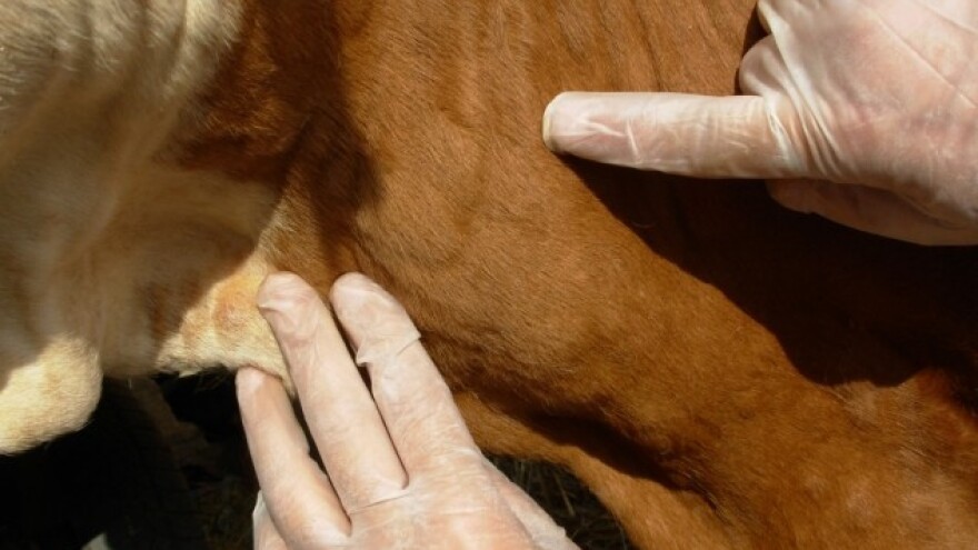 Vakcinacija goveda počinje 20. juna