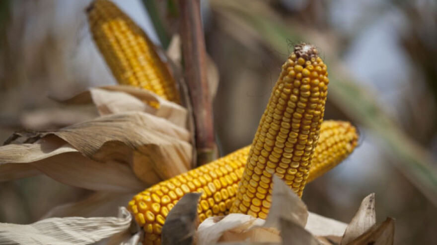Postrna setva za zrno i silažu