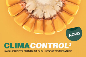 Nova grupa hibrida tolerantnih na sušu!