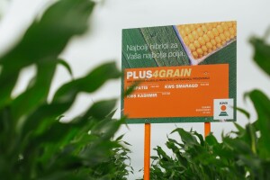 Biti svake godine u plusu nije "nemoguća misija" s ovim hibridima kukuruza