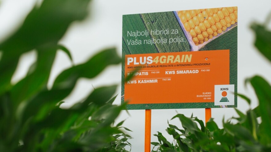 Biti svake godine u plusu nije "nemoguća misija" s ovim hibridima kukuruza