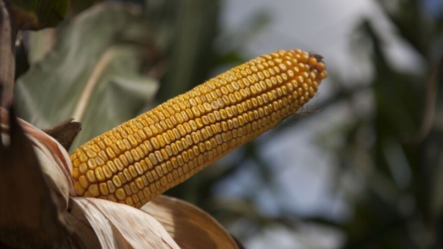 KWS predstavlja nove hibride Kerbanis i KWS 5050!