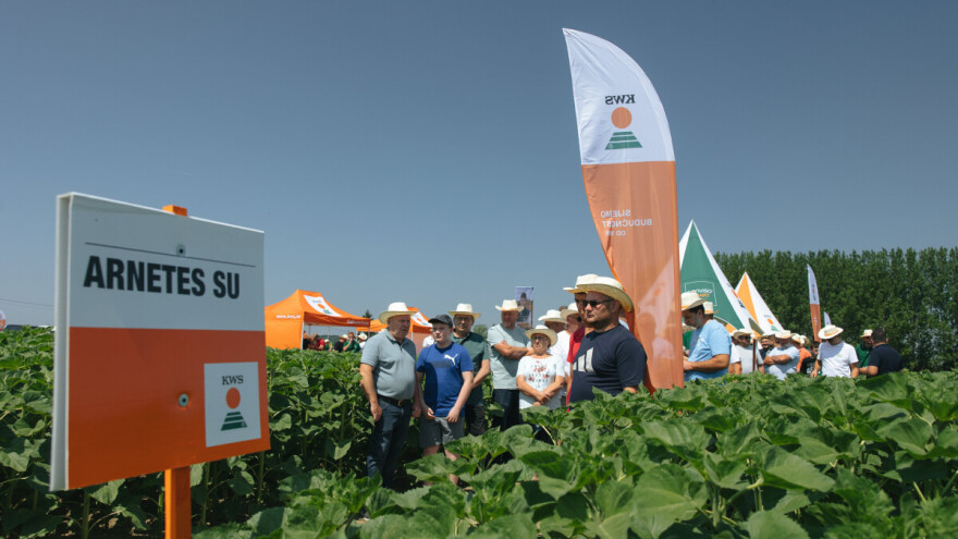 Dan polja: Što hrvatski ratari mogu očekivati od novih KWS sorti i hibrida?