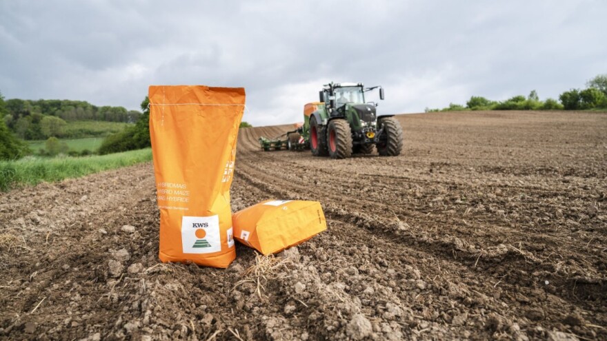 Koje hibride kukuruza odabrati kada nedostaje vlage u tlu?