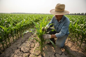 KWS novosti i noviteti za novu sezonu kukuruza!