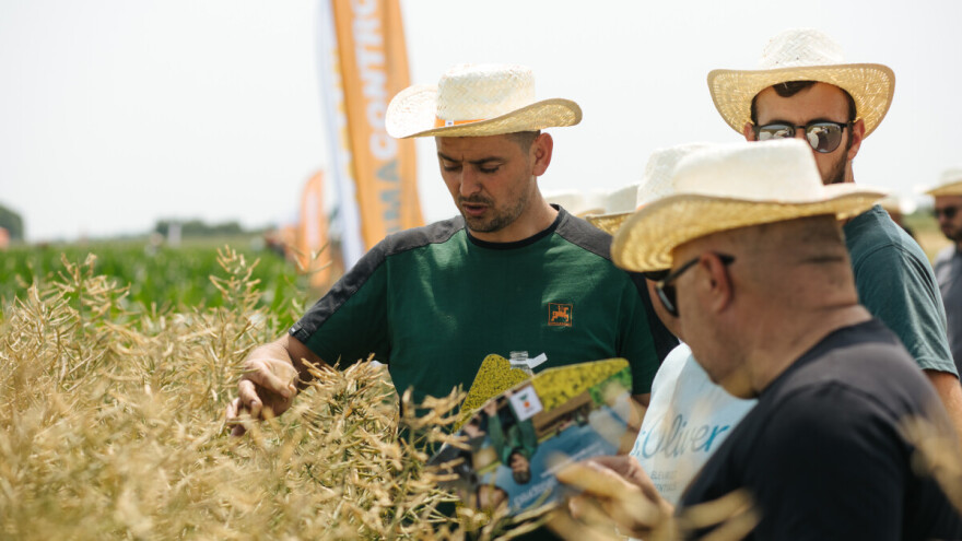 Uljana repica na 70 cm - nova praksa prikazana na KWS polju
