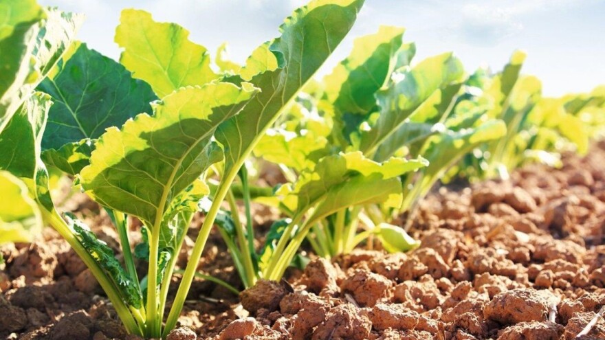 Održana prva CONVISO®SMART radionica o kontroli korova u šećernoj repi