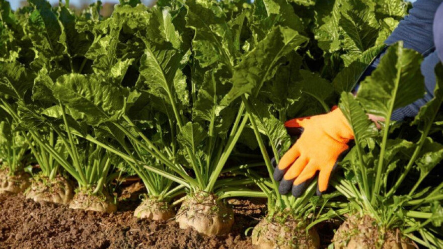 Rekordna godina za KWS sorte šećerne repe