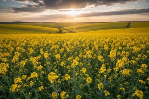 KWS selekcija hibrida za pobjednike!