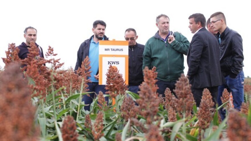 Novo u KWS asortimanu - sirak za proizvodnju zrna