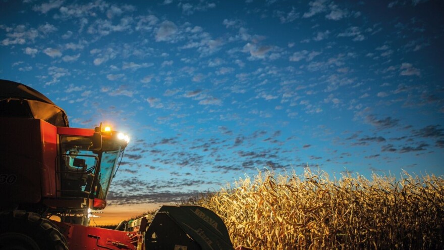 Rekordni prinosi kukuruza u intenzivnoj proizvodnji